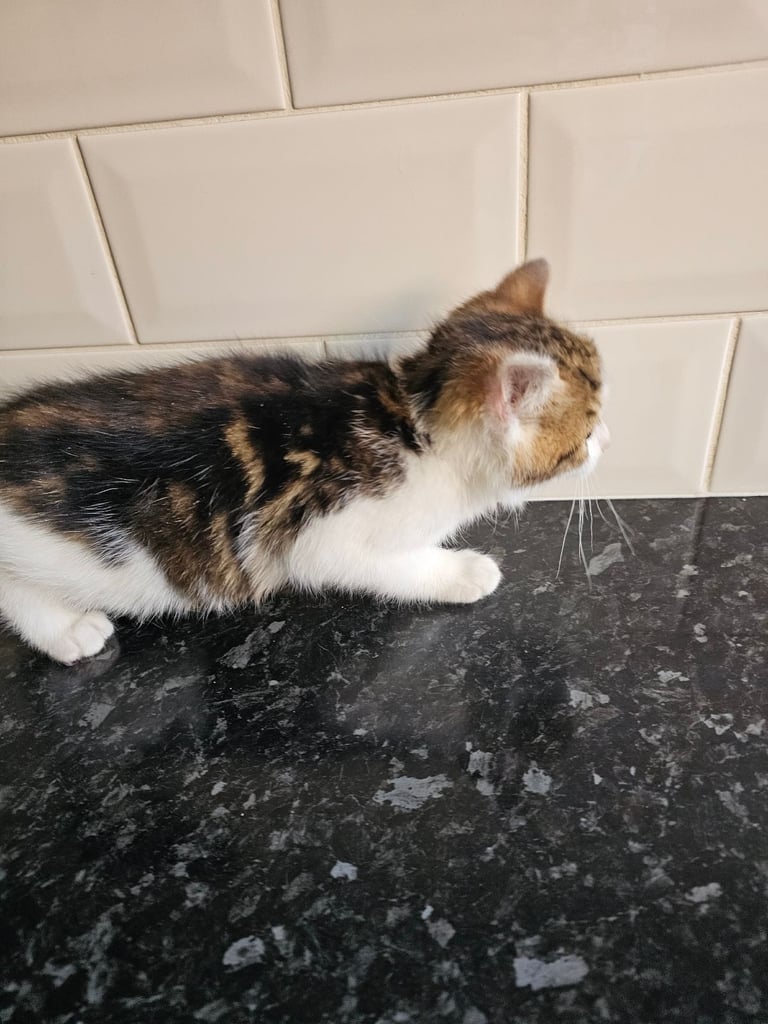 male kitten
