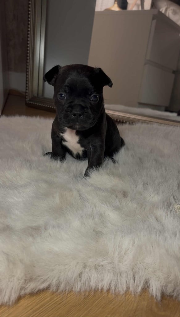 French bull dog X Staffordshire bull terrier