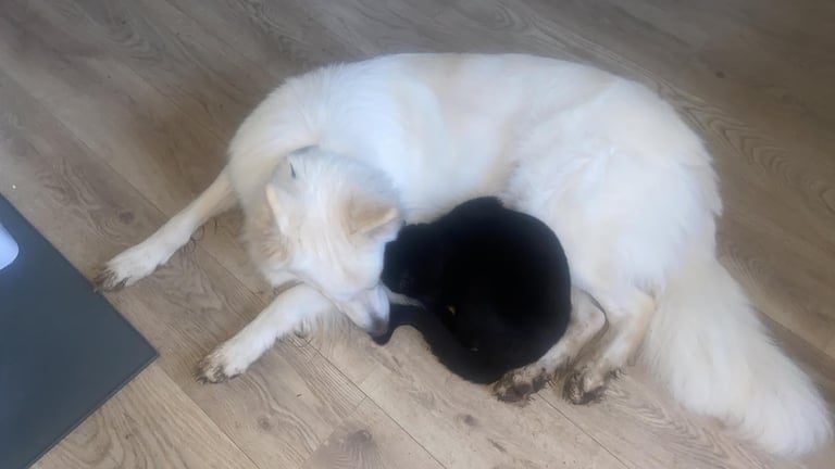 Pedigree jewel German Shepherd 