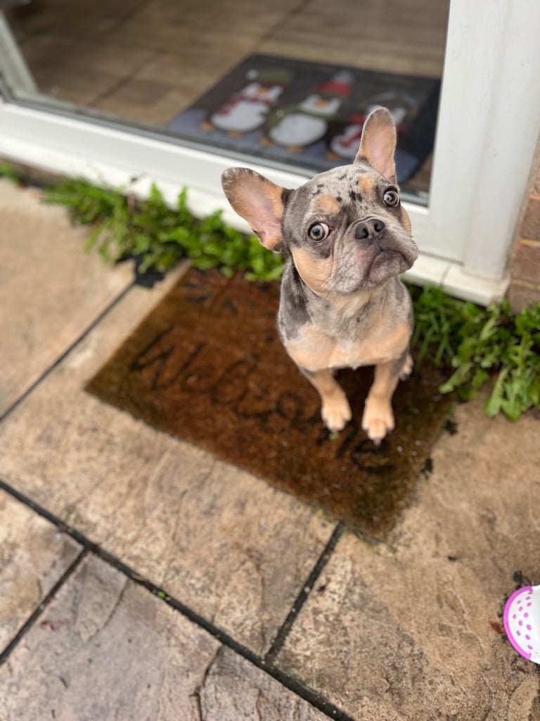 Female Merle French bulldog 