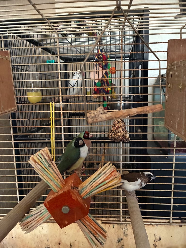 Birds and cages for sale 