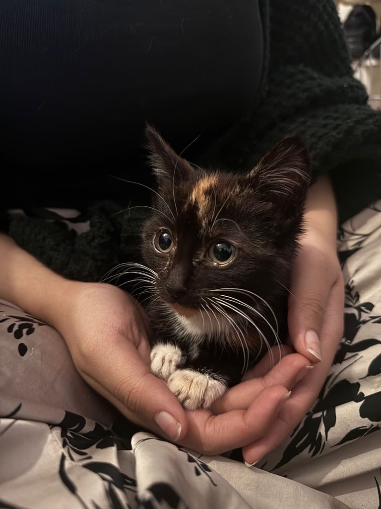 Tricoloured kitten 