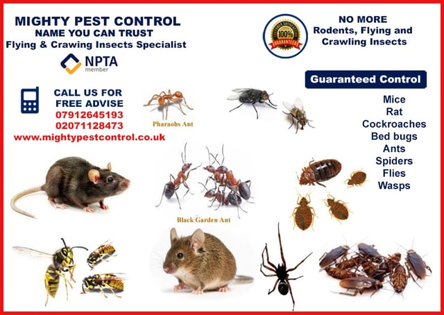 Getting rid of Pest Mice|Bedbugs|Cockroaches|Ants Control at Affordable Price  Edmonton Palmers Green | in Enfield, London | Gumtree