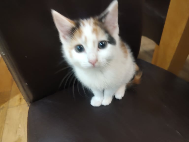 Three stunning kittens available this weekend 