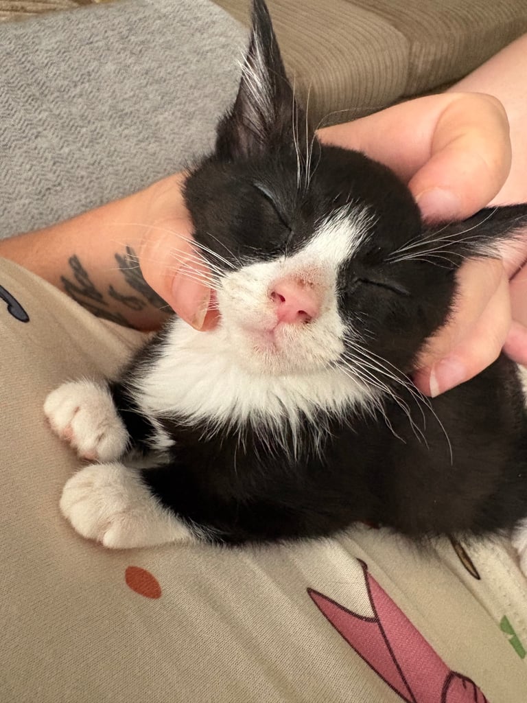 Black and white female kitten 
