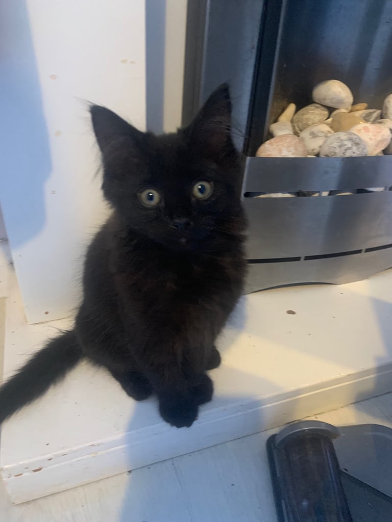 Kittens