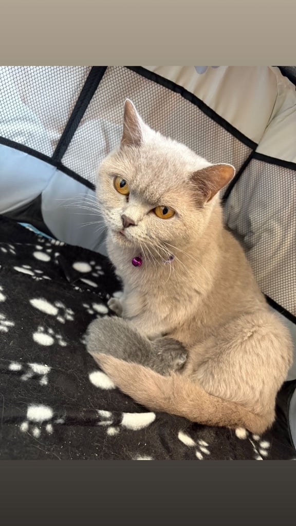 British shorthair kittens