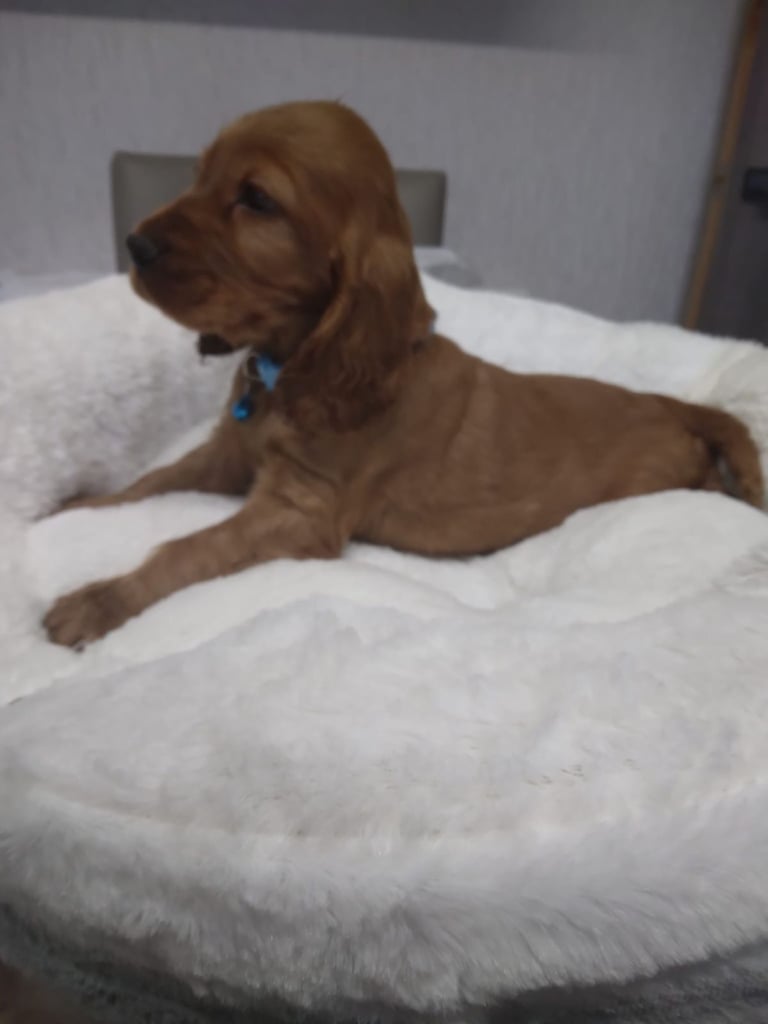 Cocker spaniel