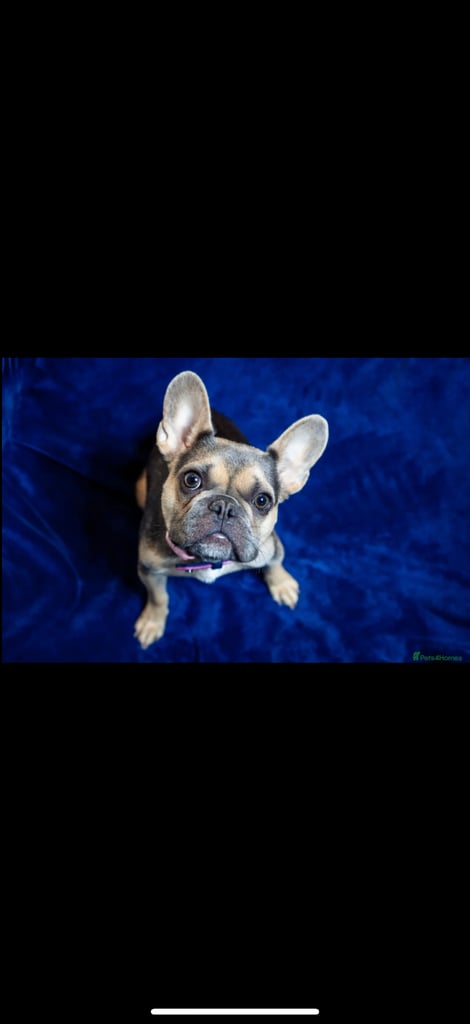 French Bulldog Dogs Puppies for Sale Gumtree