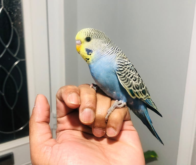 Beautiful colour’s Baby Budgies and other birds 