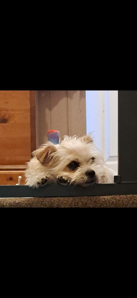 Shih-tzu / chihuahua