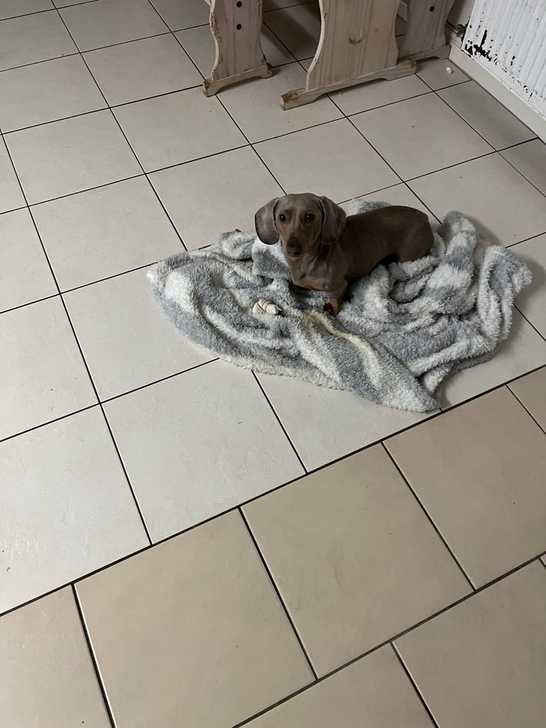 image for Dachshund male 22 months old for sale 