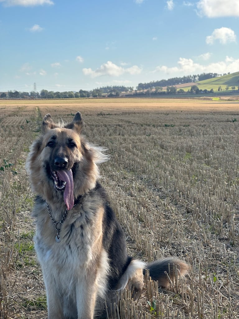 German Shepherd forever home needed