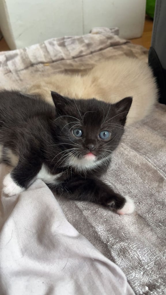 2 kittens available. 