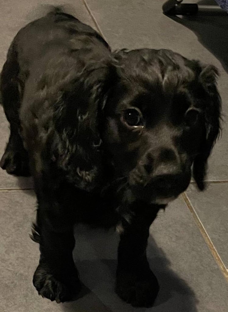 Cocker spaniel male pup for sale 