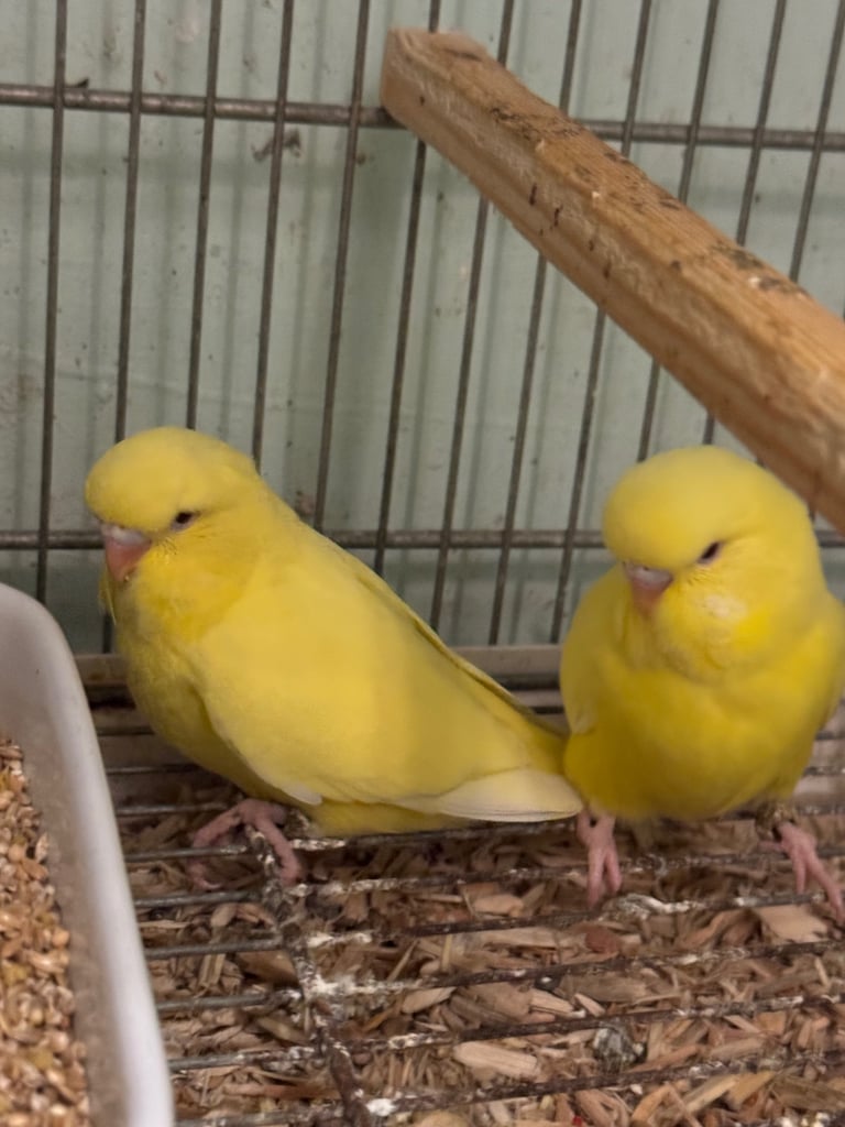 Baby budgies