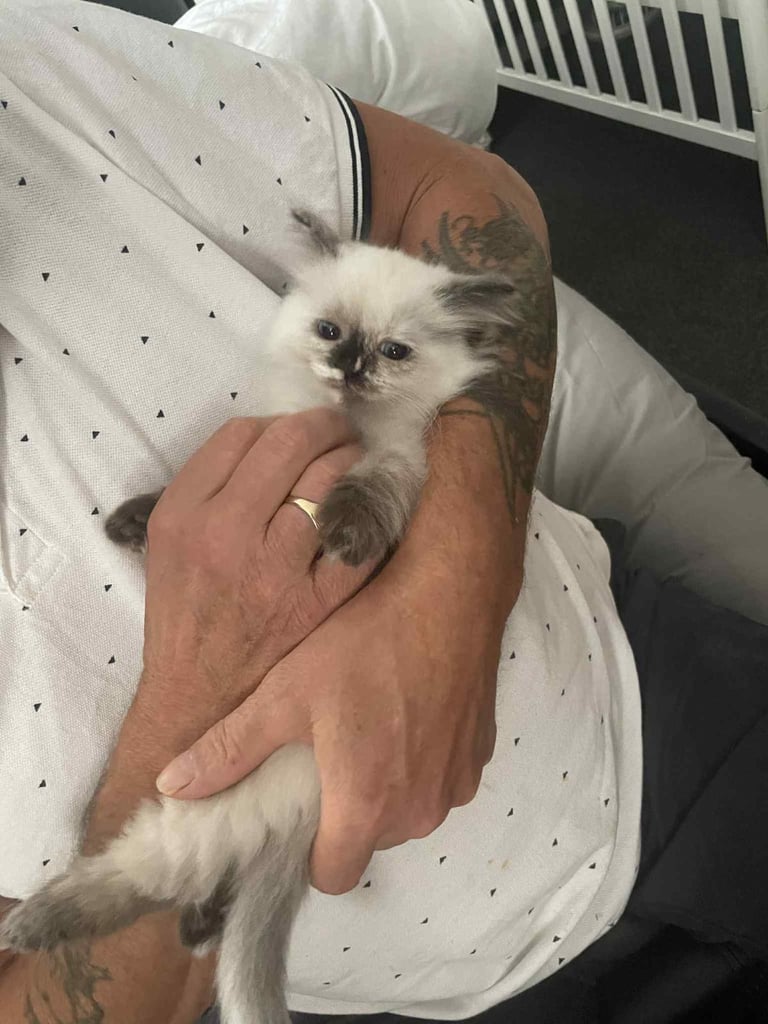 Ragdolls kitten  4 left 