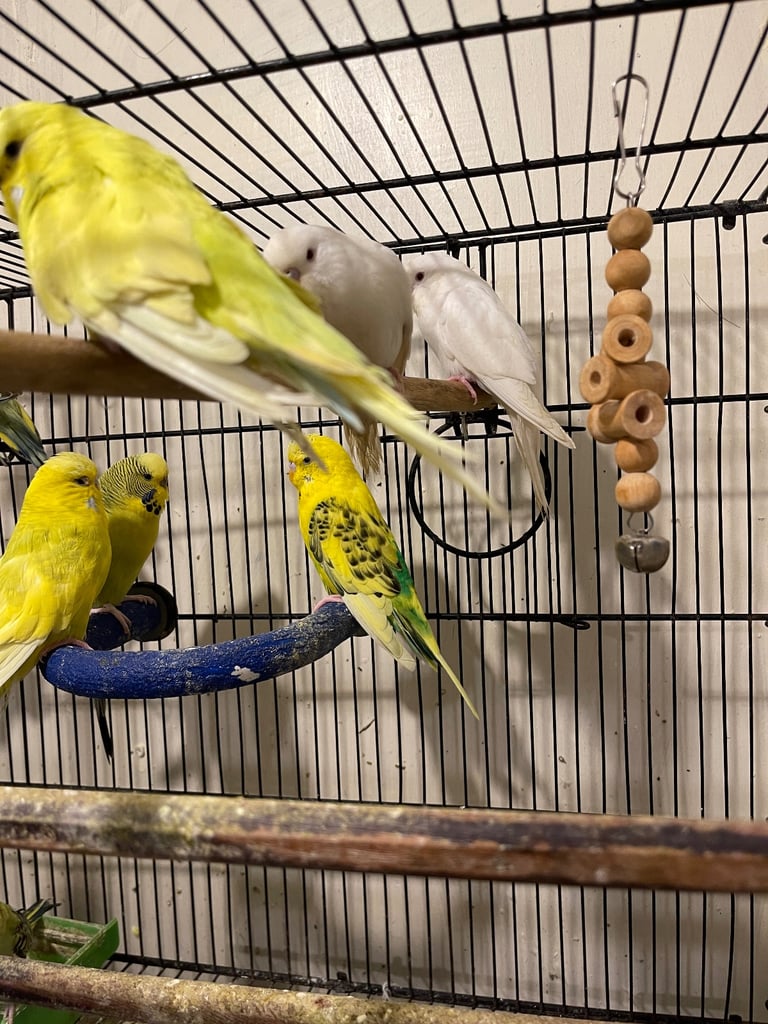 image for Budgies Spilt Black Wings 