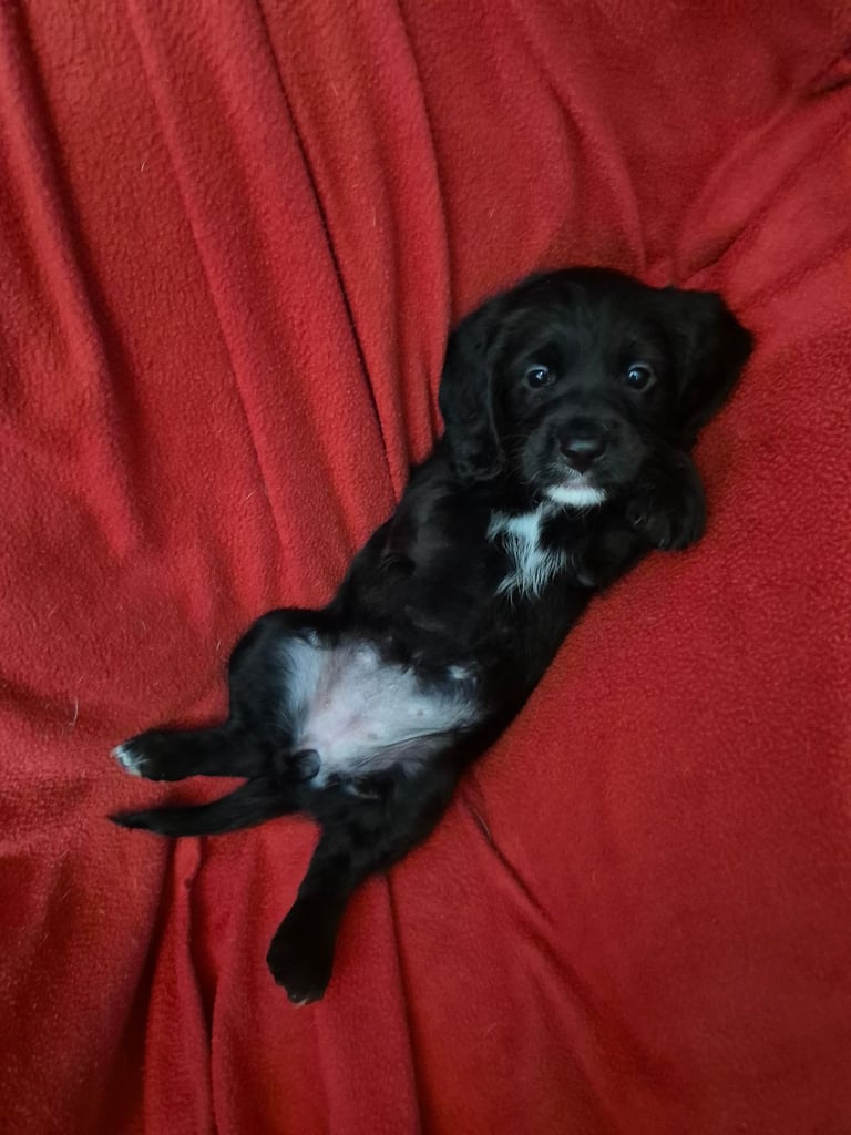 Poodle cross puppies for sale