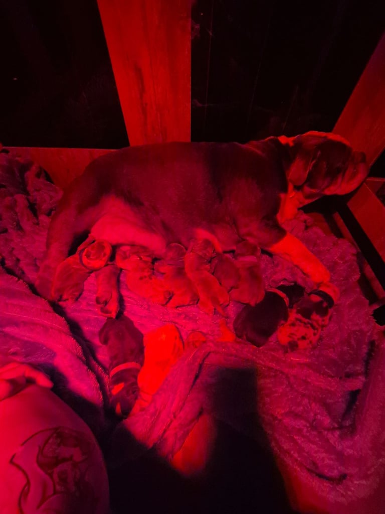 Beautiful Rainbow Litter Of New English Bulldog 