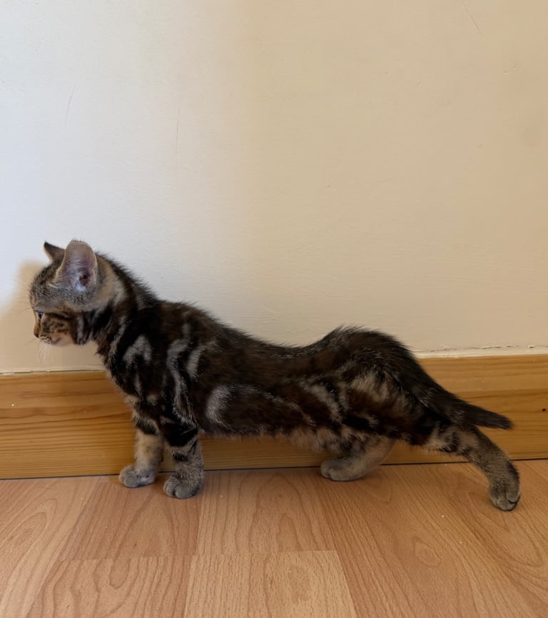 Kitten 