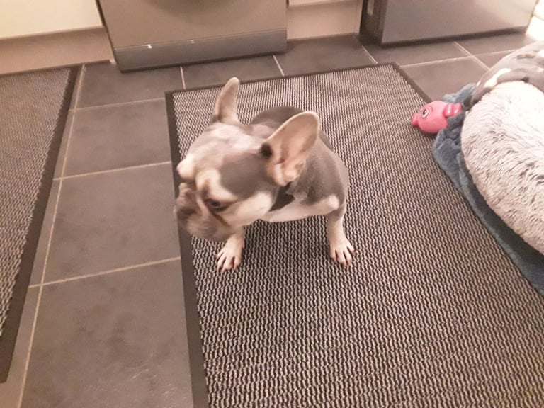 Female french bull dog