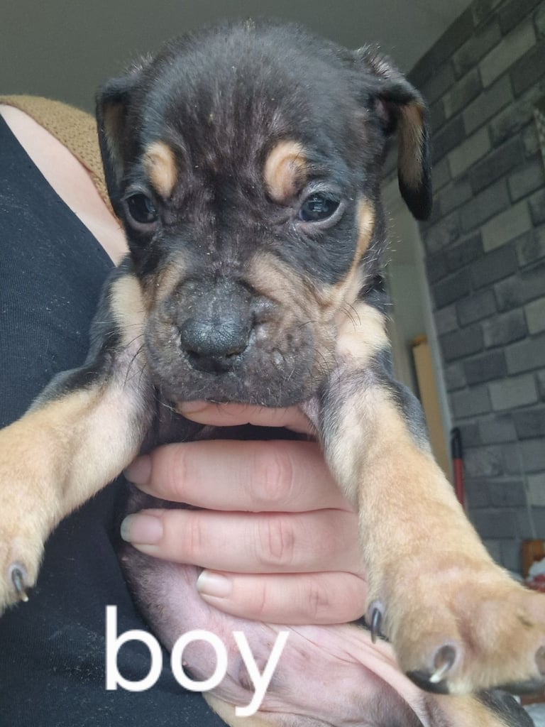 Pocket cross bully x alapara blue blood cross bully 