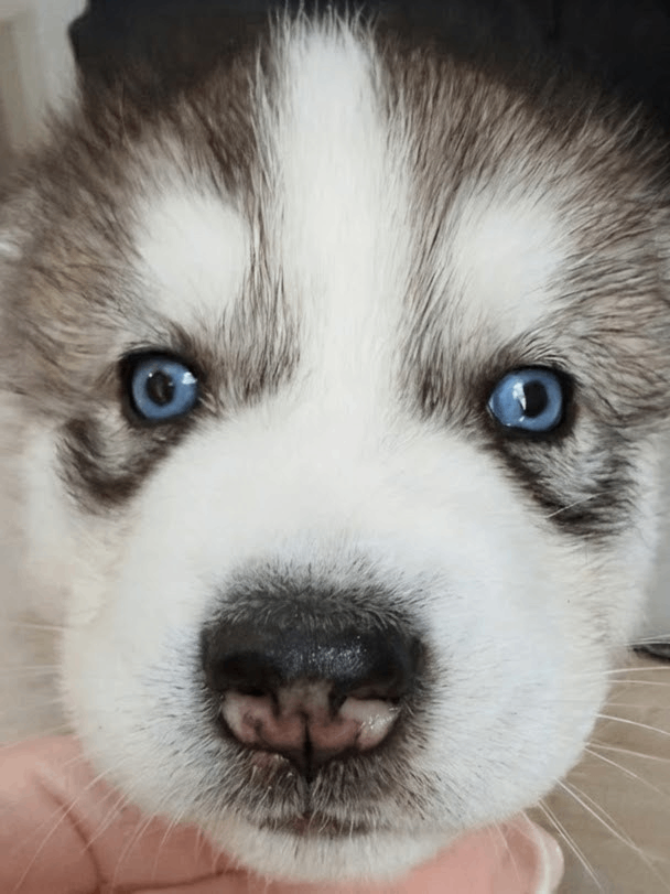 image for Beautiful Siberian Husky puppies 