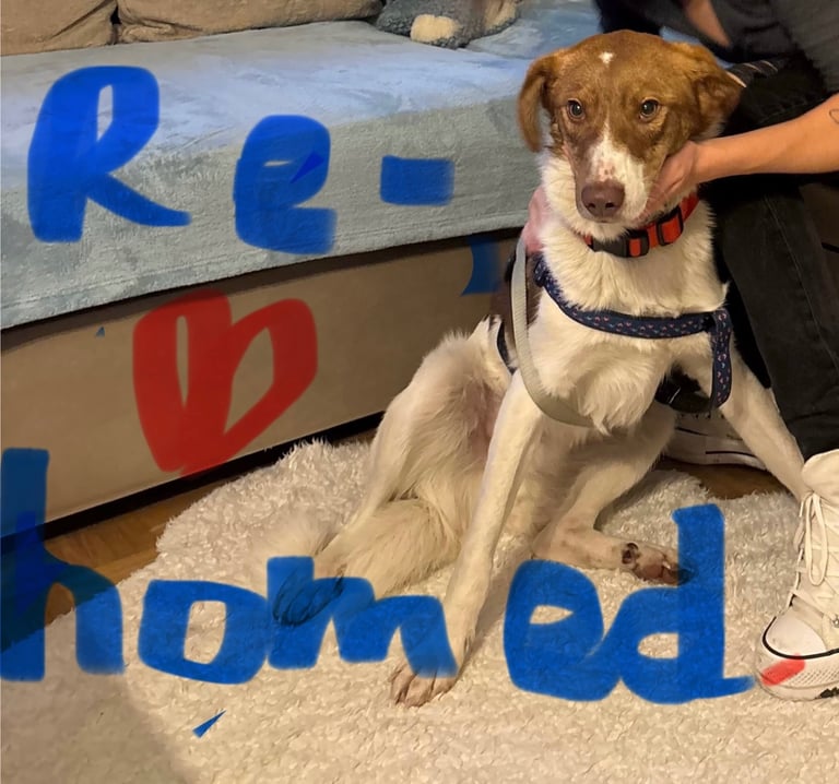 Sorry Not Available, Found New Home