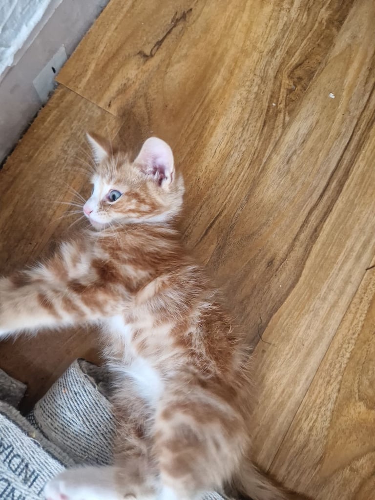 Siberian cross kittens