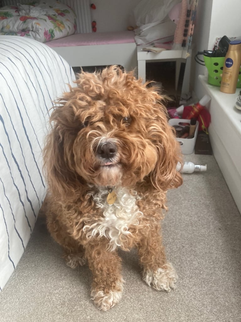 Beautiful Cavapoochon