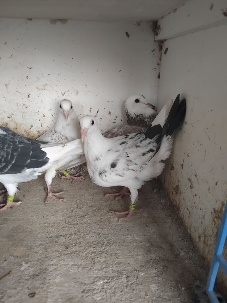 Racing pigeons for sale nice colours 
