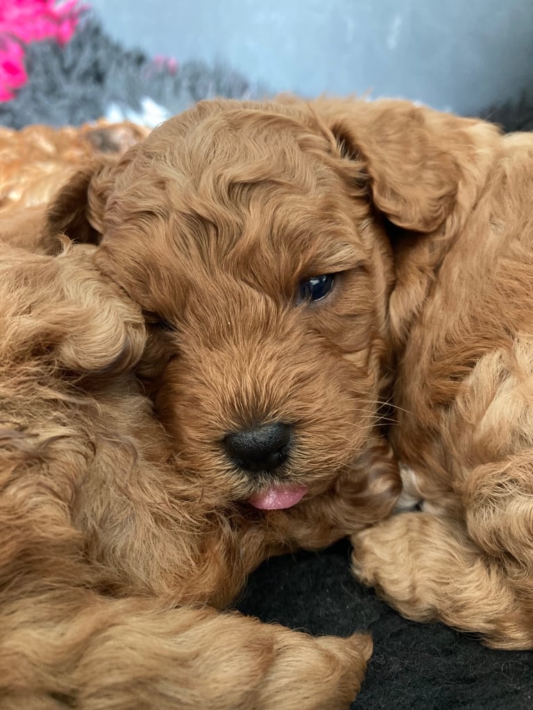 F1B TINY COCKAPOOS