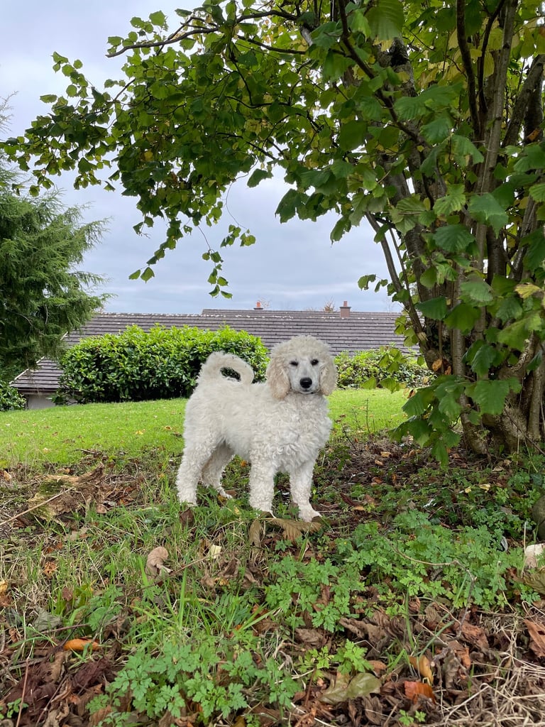 Standard poodle - update - last girl and 3 boys 