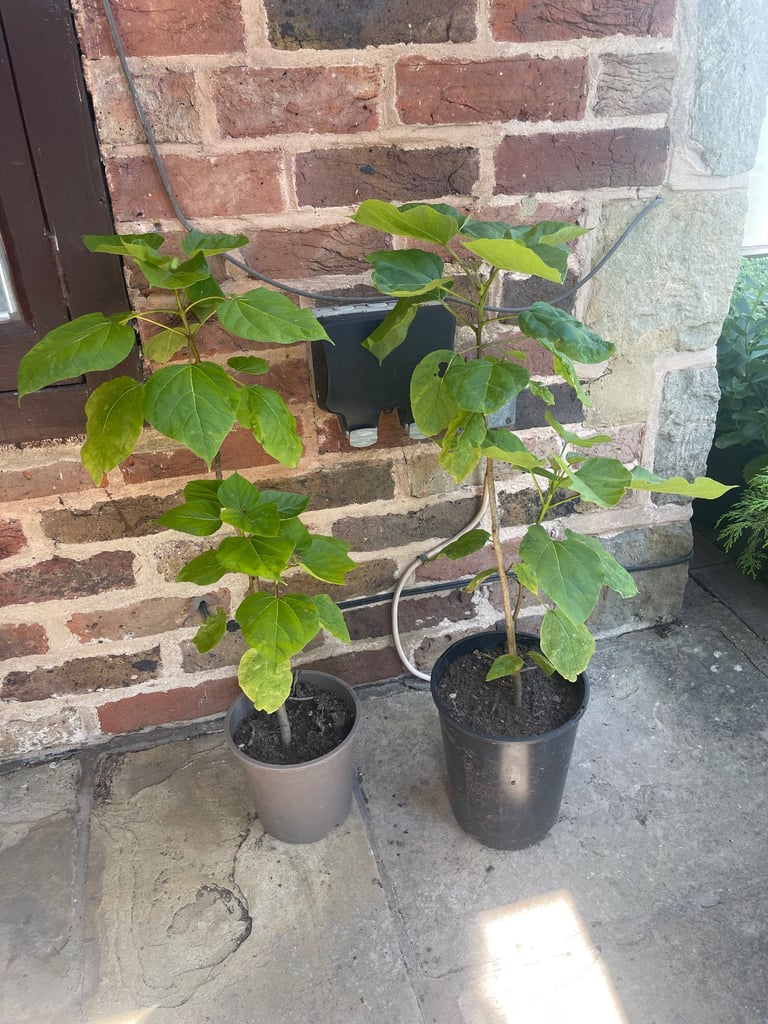 image for Indian Bean tree plants. £7 each. Collect Chichester