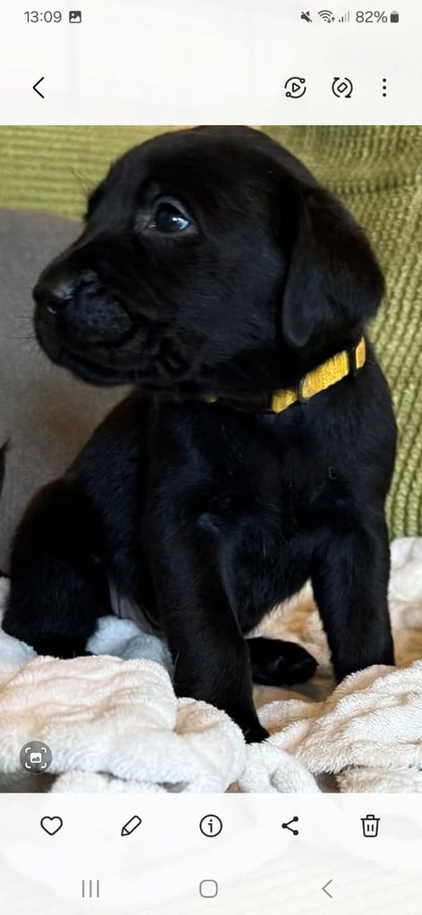LABRADOR  PUPPIES READY FOR VIEWING