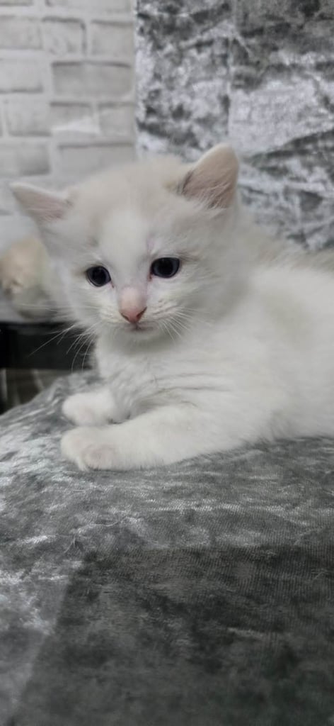 Stunning Ragdoll Male Kittens 