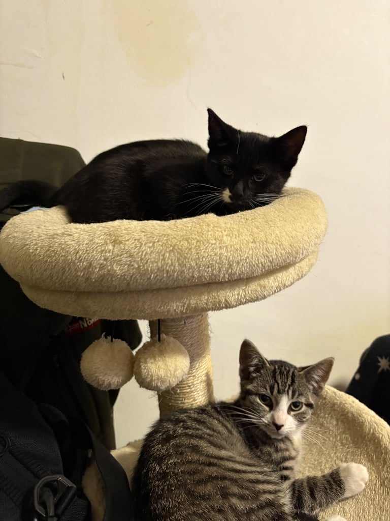 image for Kittens ready to leave 