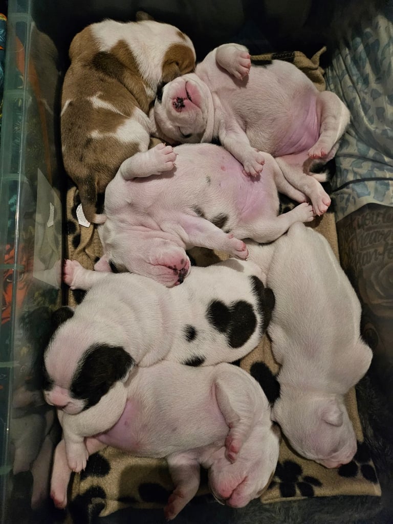 British Bulldog Staff cross (Old Tyme Bulldog)