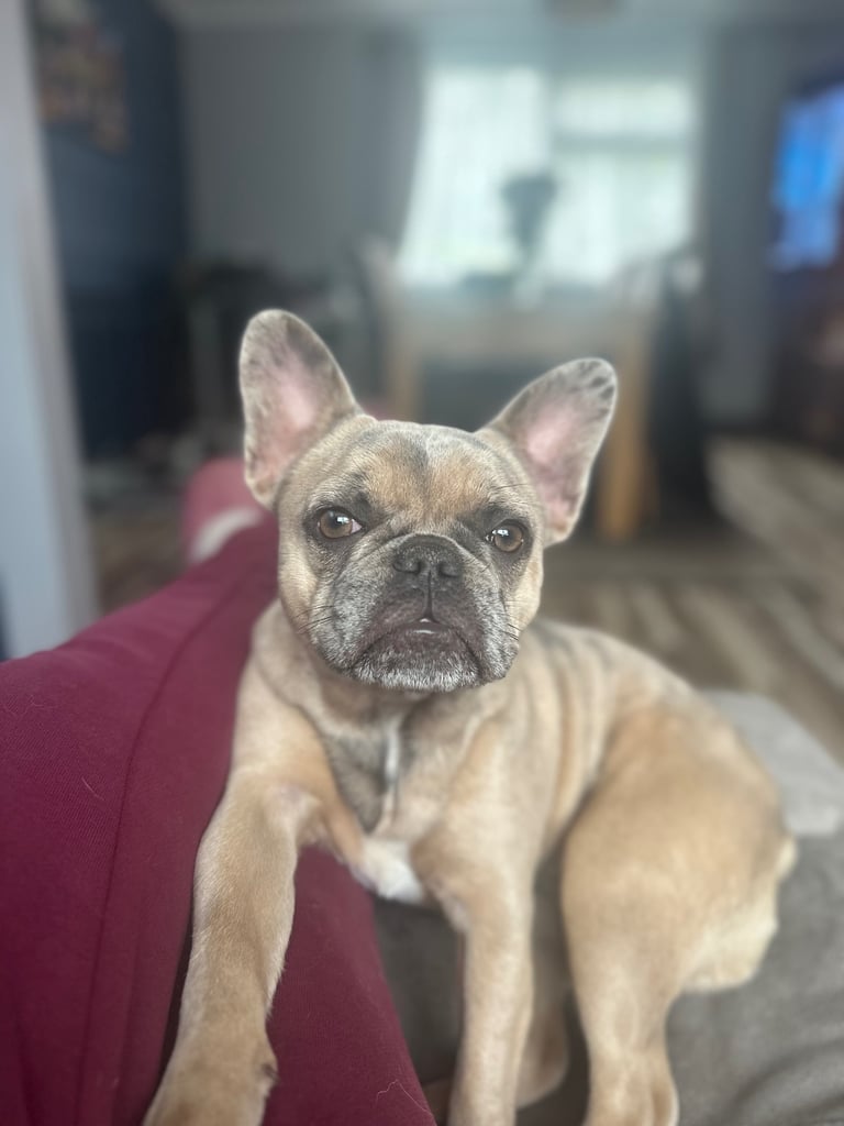 KC Registered Beautiful Ellie 