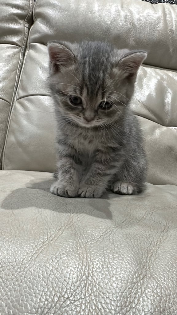 British short hair kittens shorthair