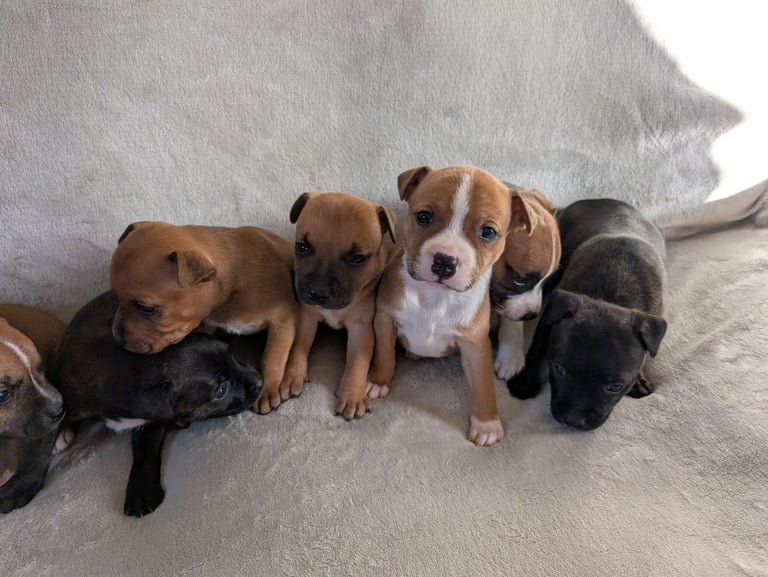 Stunning litter of Staffordshire bull terrier puppies 