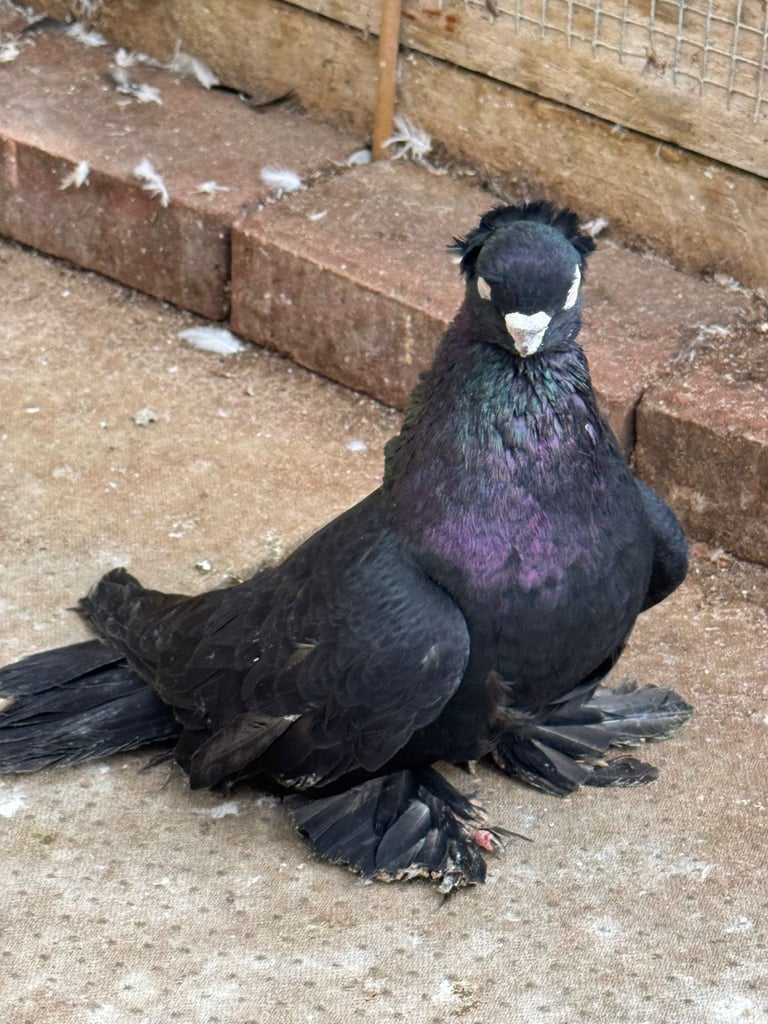 image for Black uzbek male