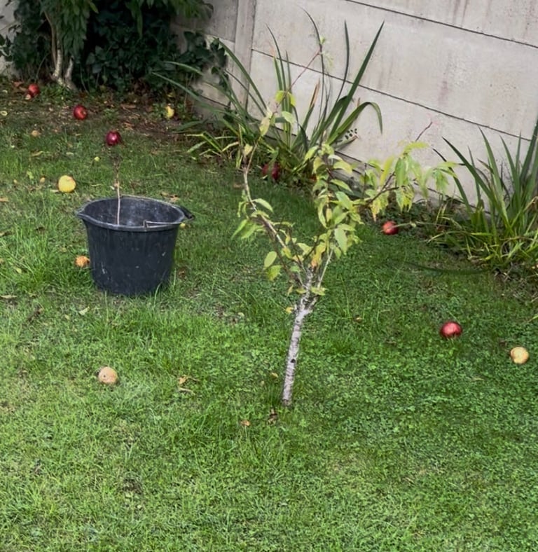 Peach tree