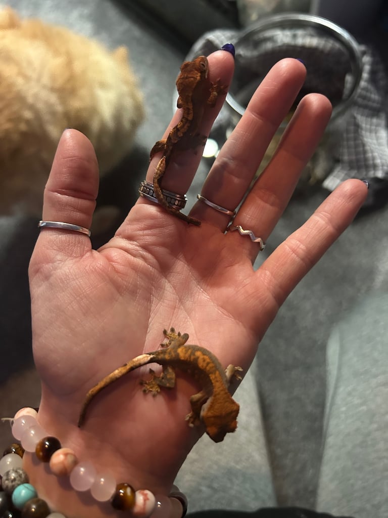 Crested Geckos