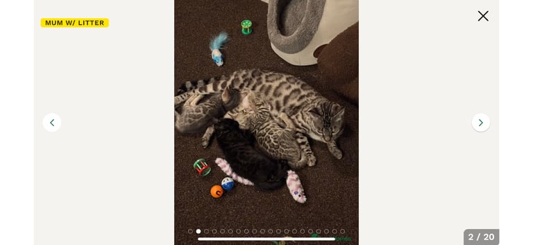 STUNNING BENGAL KITTENS READY NOW 