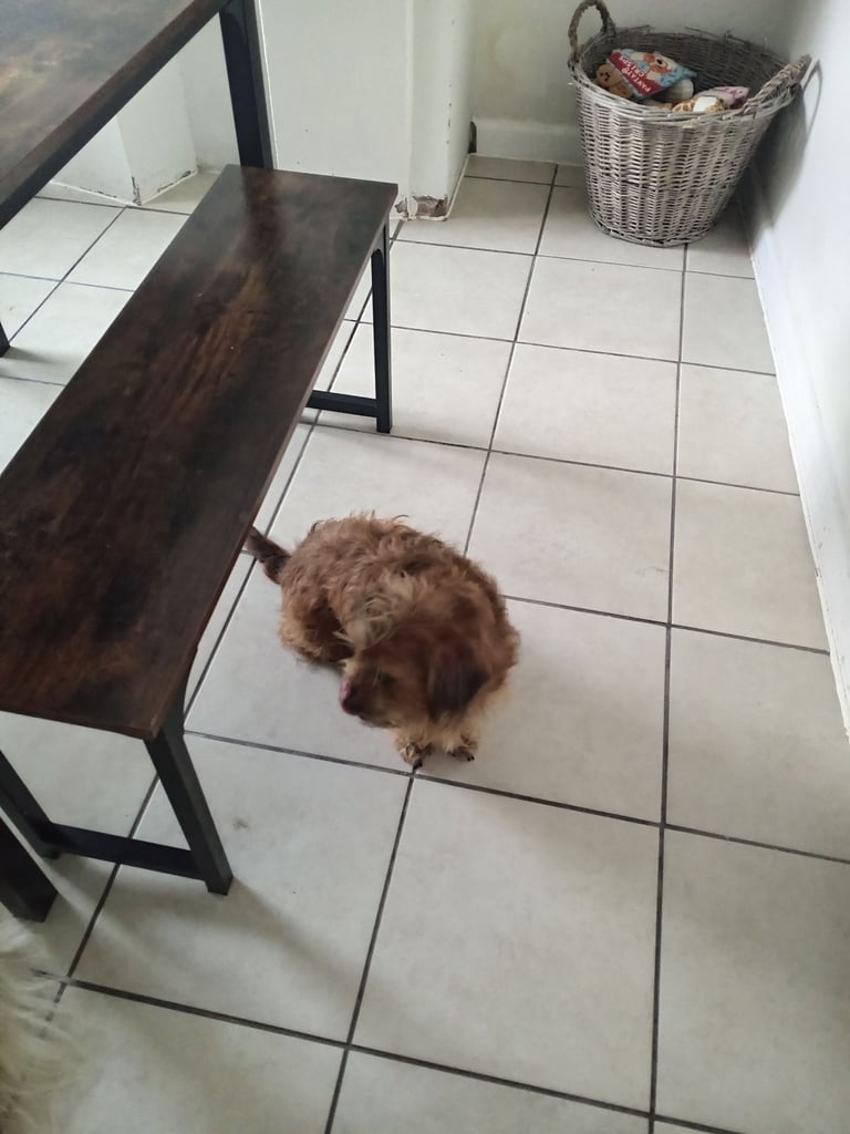Bear is looking for a forever home.