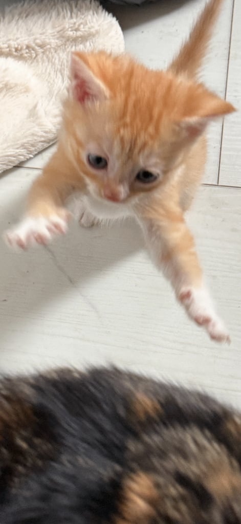 2kittens 1 boy fluffy one and a girl