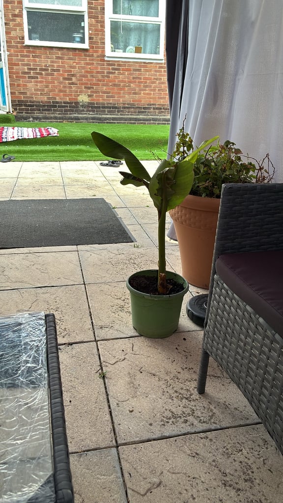 Indoor and outdoor banana plants 