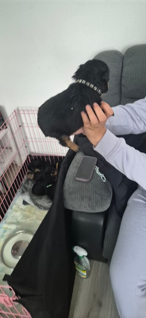 Rottweiler puppies